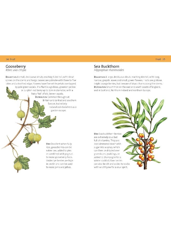 null - Concise Foraging Guide - Image 1
