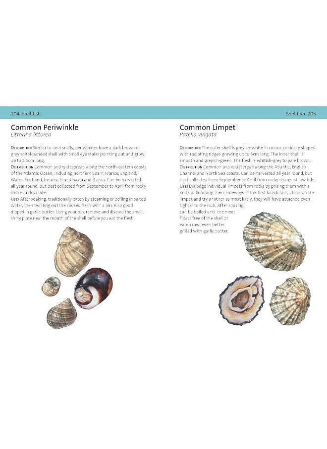 null - Concise Foraging Guide - Image 1