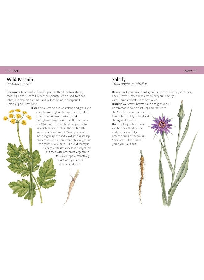 null - Concise Foraging Guide - Image 1