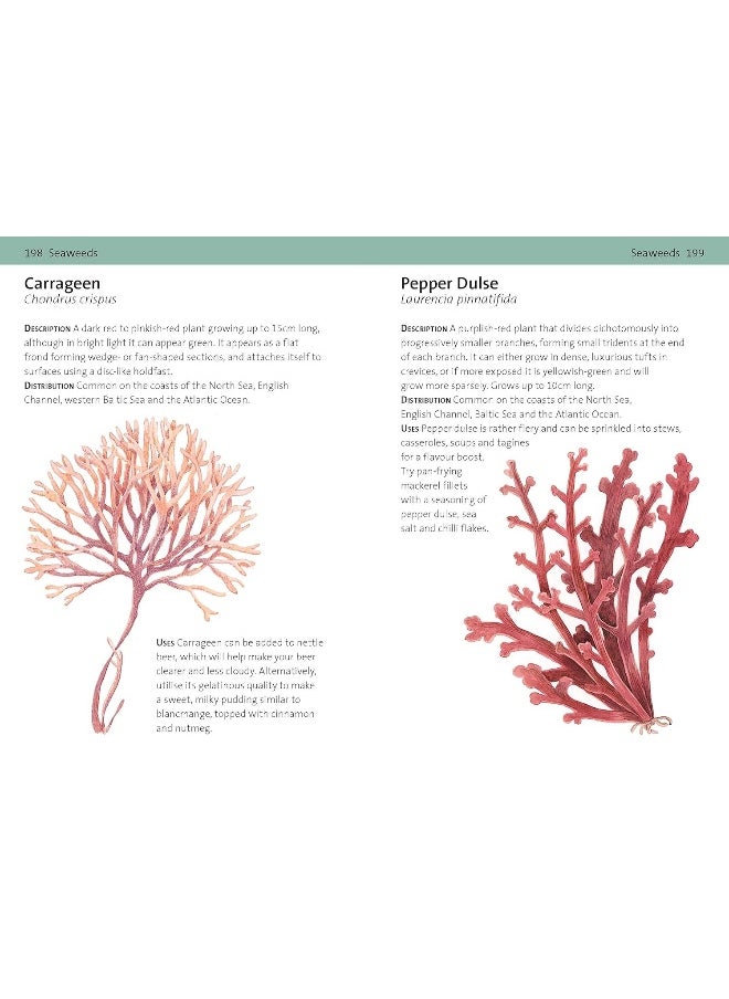 null - Concise Foraging Guide - Image 1
