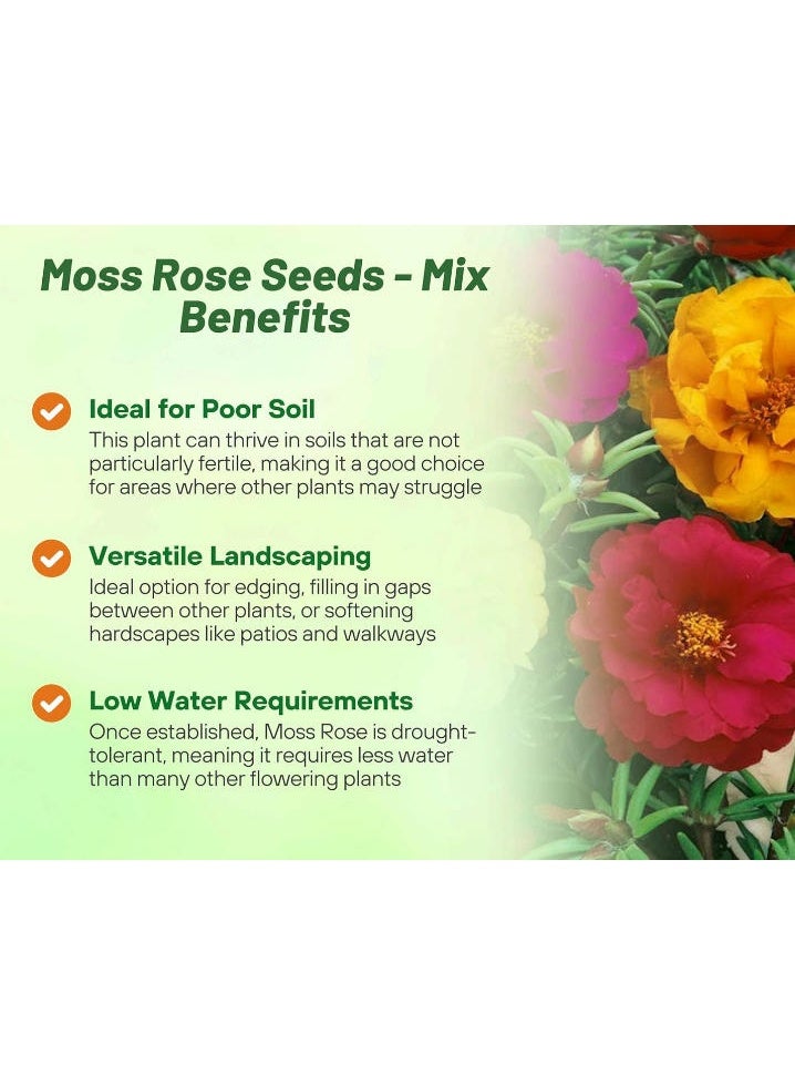 10000 PCS Mixed Moss Rose Seeds  Portulaca Premium Quality Seeds For Outdoor Garden Planting - Image 3