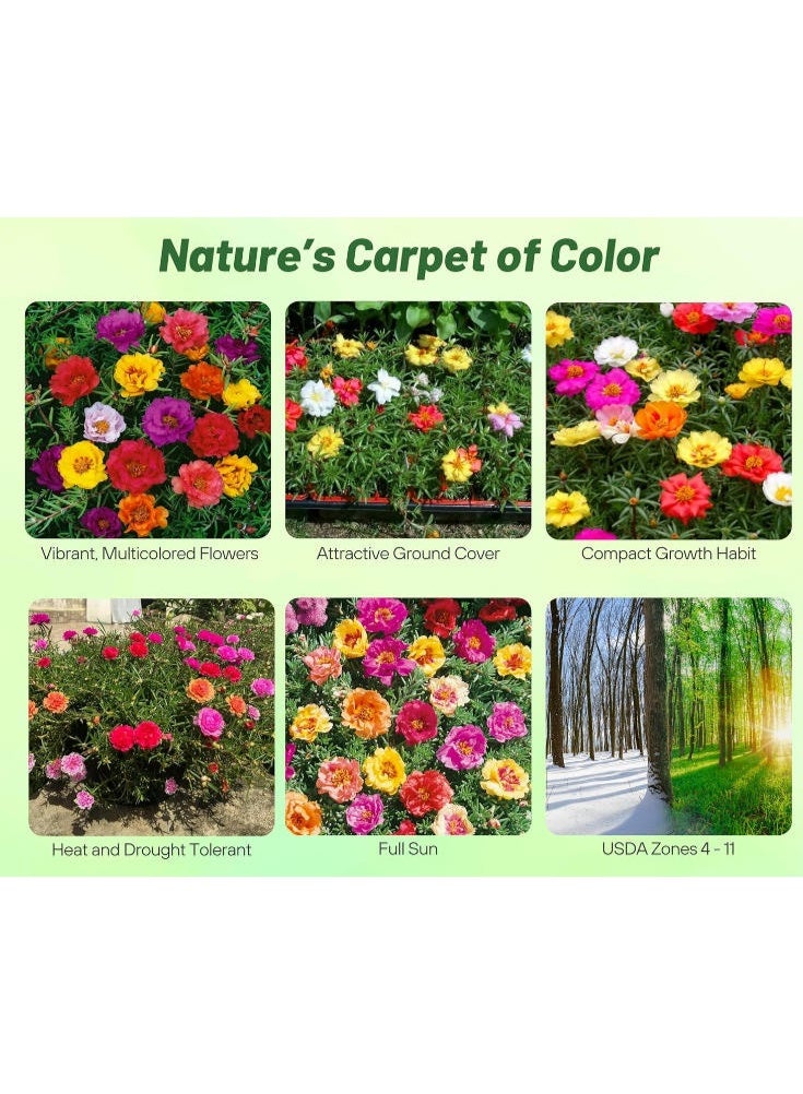 10000 PCS Mixed Moss Rose Seeds  Portulaca Premium Quality Seeds For Outdoor Garden Planting - Image 2