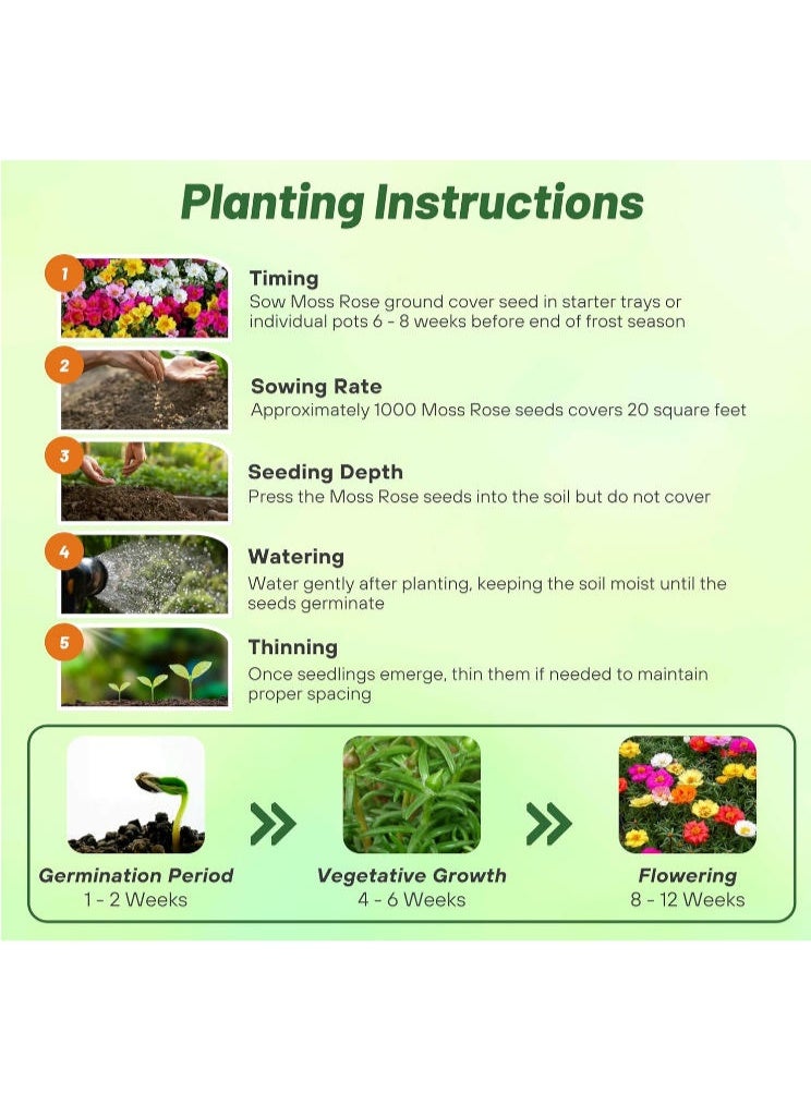 10000 PCS Mixed Moss Rose Seeds  Portulaca Premium Quality Seeds For Outdoor Garden Planting - Image 4