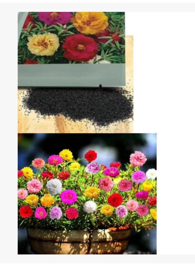 10000 PCS Mixed Moss Rose Seeds  Portulaca Premium Quality Seeds For Outdoor Garden Planting - Image 1
