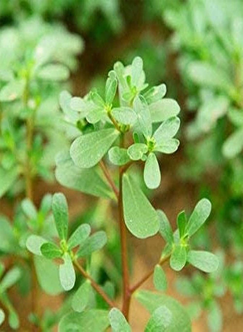 جي جوت 20 قطعة من بذور الرجلة، بذور عشبة خضراء غير معدلة وراثيًا لزراعة الحدائق الخارجية، قدرة قوية على التكيف، صيانة منخفضة، مناسبة للمبتدئين - Image 2