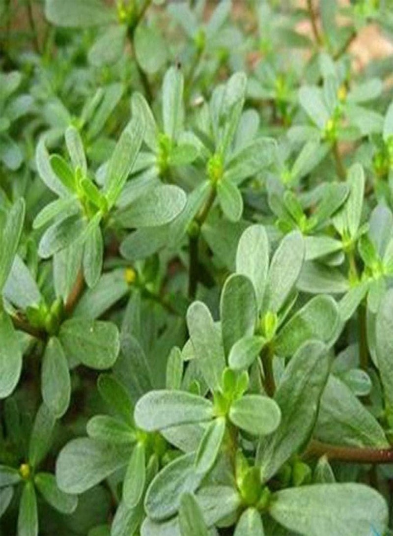 جي جوت 20 قطعة من بذور الرجلة، بذور عشبة خضراء غير معدلة وراثيًا لزراعة الحدائق الخارجية، قدرة قوية على التكيف، صيانة منخفضة، مناسبة للمبتدئين - Image 1