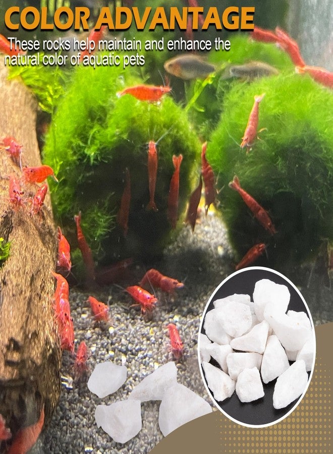 Verplexter Shrimp Rocks for Aquarium, 5-oz - Image 4