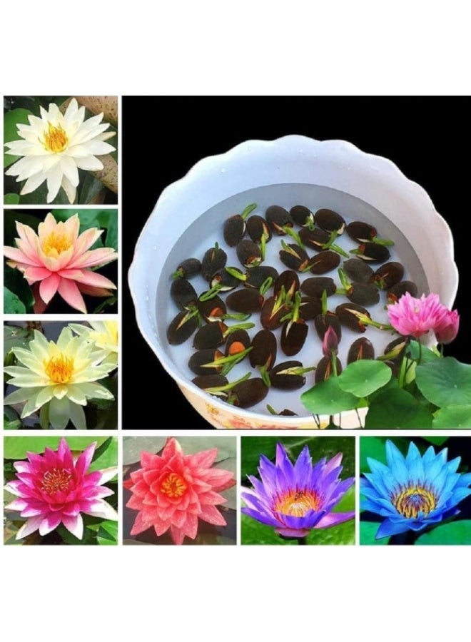الواحة-TH 50 قطع مختلط اللون بونساي السلطانية بذور اللوتس زنبق الماء بذور زهرة بذور النبات للمنزل مكتب زراعة - Image 2