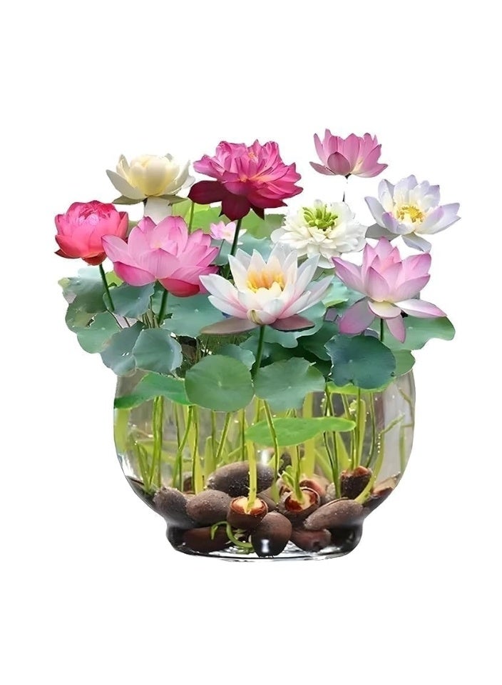 الواحة-TH 50 قطع مختلط اللون بونساي السلطانية بذور اللوتس زنبق الماء بذور زهرة بذور النبات للمنزل مكتب زراعة - Image 3