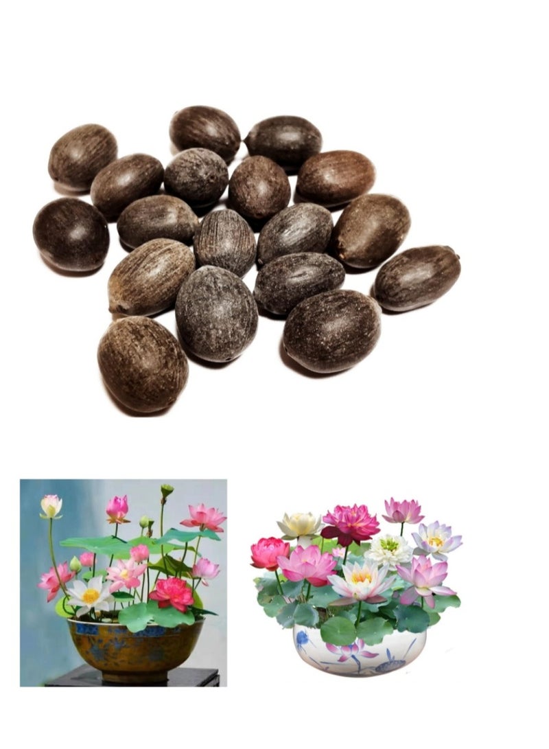 OASIS-TH 50 Pcs Mixed Color Bonsai Bowl Lotus Seeds Water Lily  Seeds Flower Plant Seeds For Home Office Planting  - Image 1