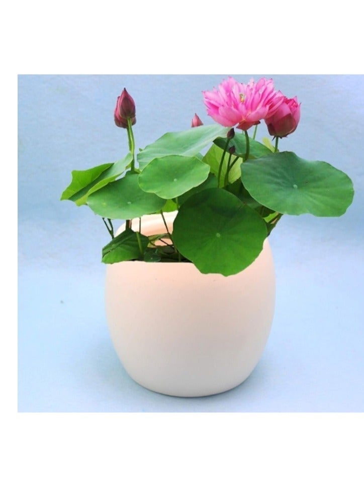 OASIS-TH 50 Pcs Mixed Color Bonsai Bowl Lotus Seeds Water Lily  Seeds Flower Plant Seeds For Home Office Planting  - Image 2
