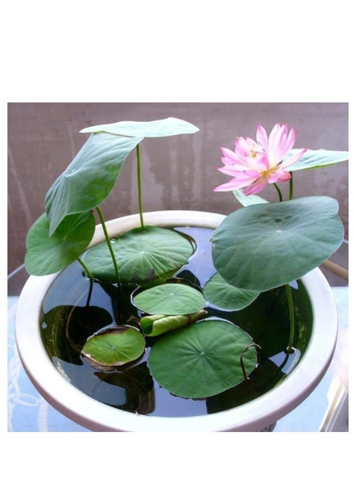 OASIS-TH 50 Pcs Mixed Color Bonsai Bowl Lotus Seeds Water Lily  Seeds Flower Plant Seeds For Home Office Planting  - Image 3