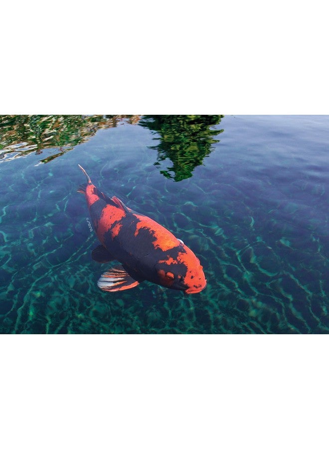 سيرا طعام للحيوانات الأليفة 7025 Koi Color Large 2.2 رطل 3.800 مل، مقاس واحد - Image 4