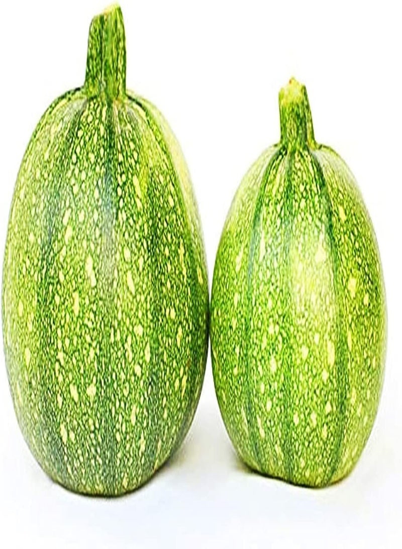 GGOOT 50pcs Zucchini Seeds Round Cute Charming Kitchen One of Necessary Green Vegetables Planted Indoors Outdoors Entry Level Seed - Image 2