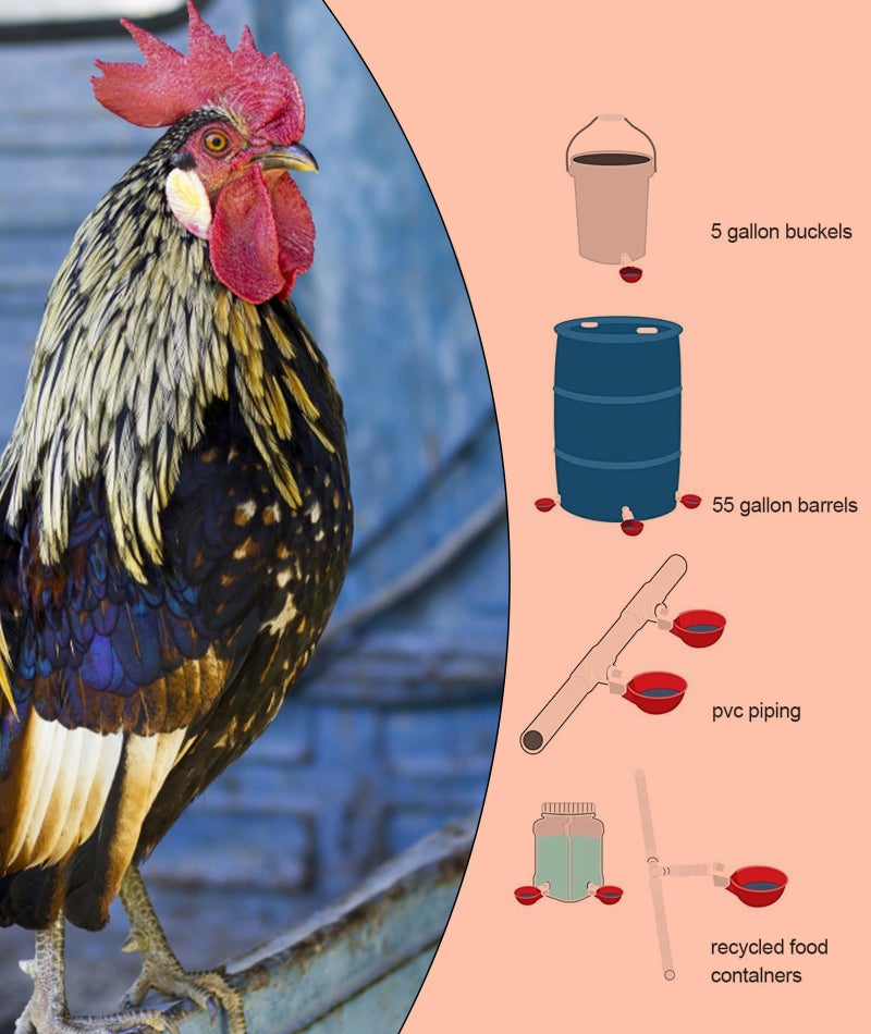 INIMAGINE 10 Pcs Chicken Feeder and Drinker, Chicken Feeder Cup, Poultry Farm Equipment Poultry Automatic Drinking Bowl - Image 3