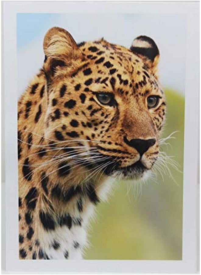ppd Ppd 50 Sheets Inkjet Super Premium Glossy Photo Paper 11X17 68Lbs 255Gsm 10.5Mil Tabloid Size Microporous Professional Photographer Grade Instant Dry Fade And Water Resistant (Ppd1650)  - Image 5