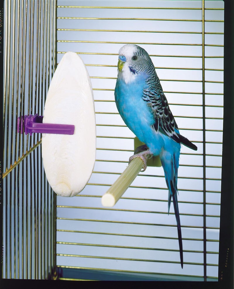 Penn Plax Penn-Plax Cuttlebone for Birds and Parakeets - Natural Cuddlefish Bones for Tortoise and Snails - with Holder - Medium - Image 5