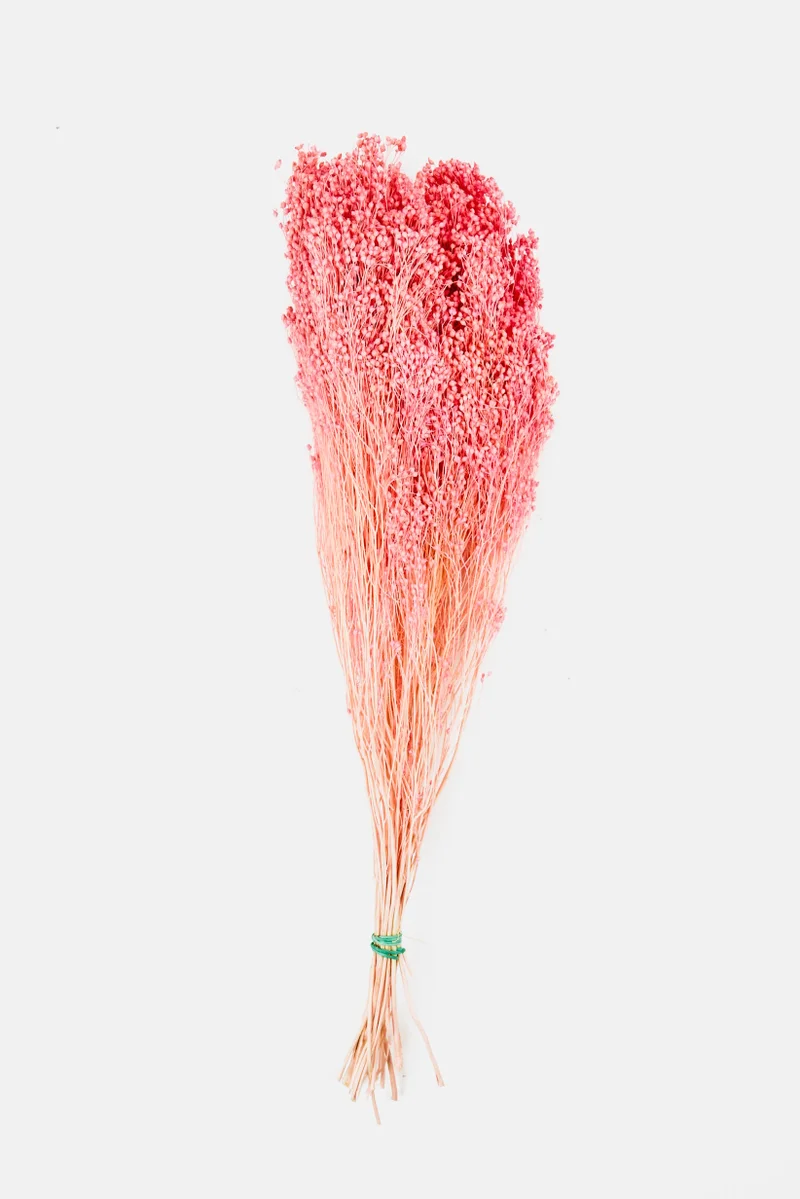 موي موتشو Brooms Dried Flower Bunch 55 cm, Peach