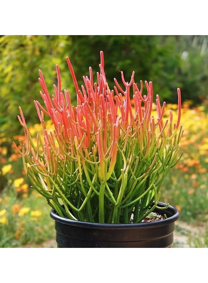 نبات الفربيون تيروكالي - Image 2