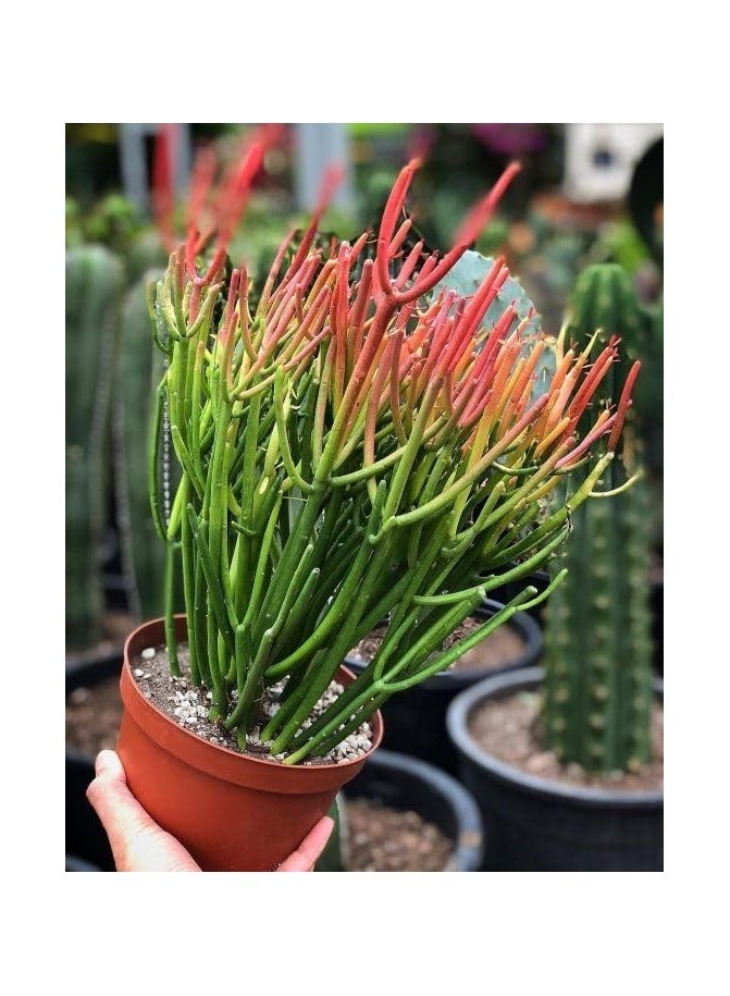 نبات الفربيون تيروكالي - Image 1