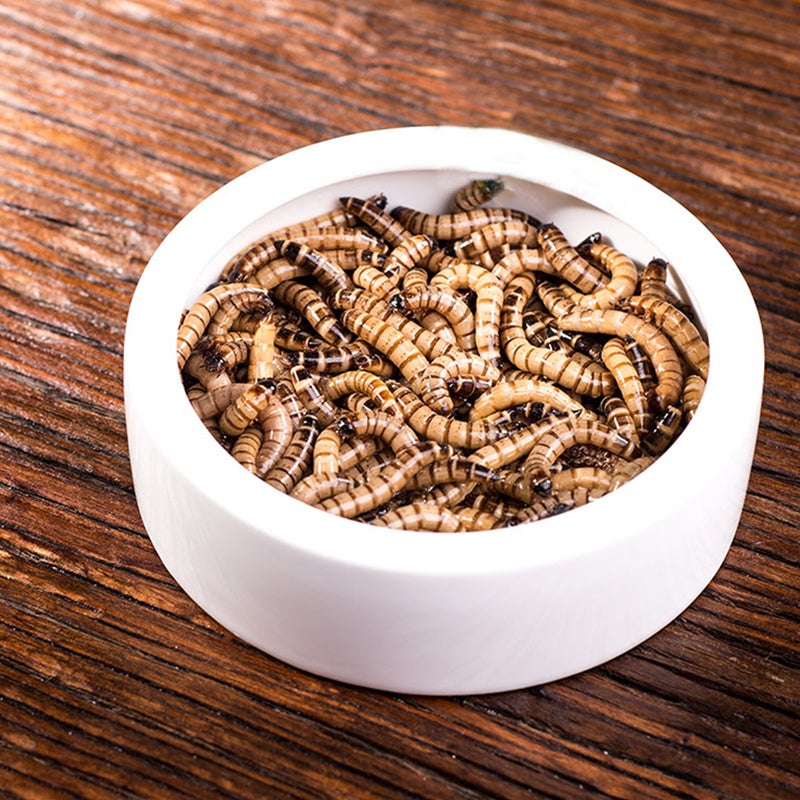 Crawler Crawling Pet Anti-escape Ceramics Food Basin Shrimp Food Round Dishes Small Fish Feeding Bowl Ornamental Supplies(9.5*9.5*3cm) - Image 4