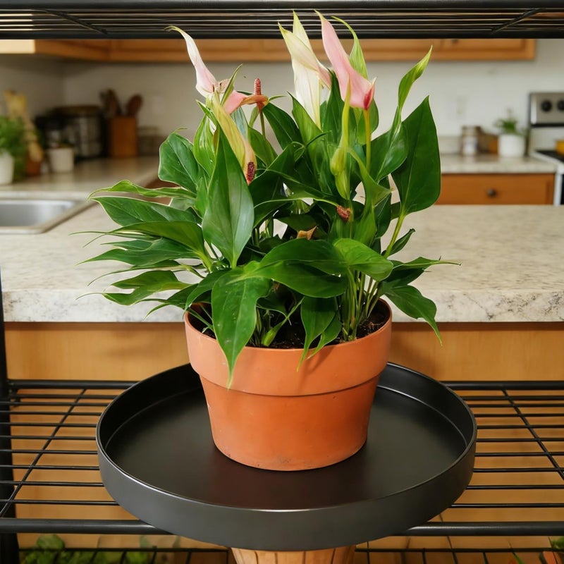 Afrine Plant Saucer, Plant Saucers - Image 4