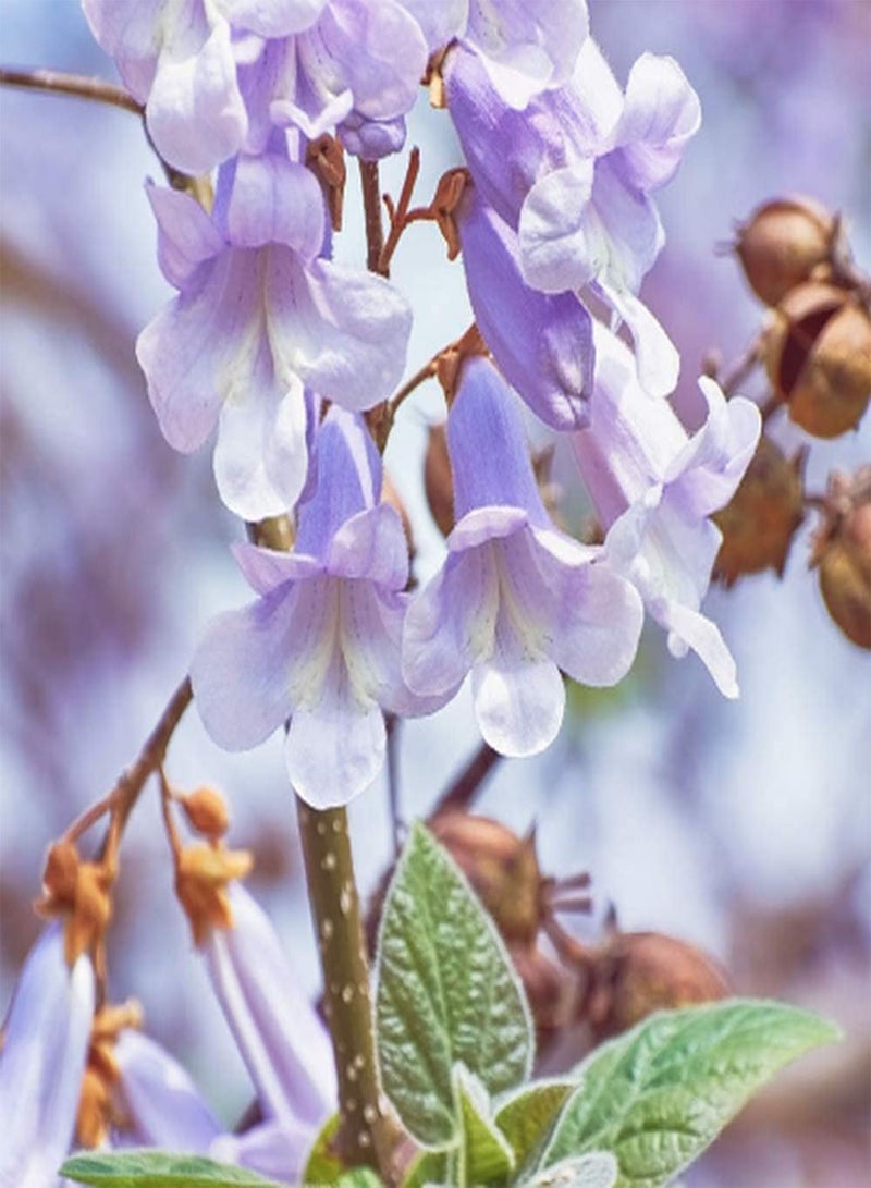 GGOOT 100Pcs Paulownia Seeds for Outdoor Road Planting Beautiful Trunk Petals Purify Environment Add Color to Home Garden Easy to Germinate Suitable for Beginners  - Image 1