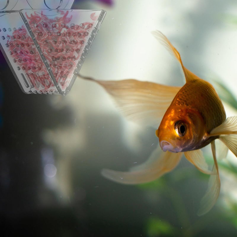 Acrylic Aquarium Feeder With Double Suction Cups High Transparency Blood Worm Container - Image 5