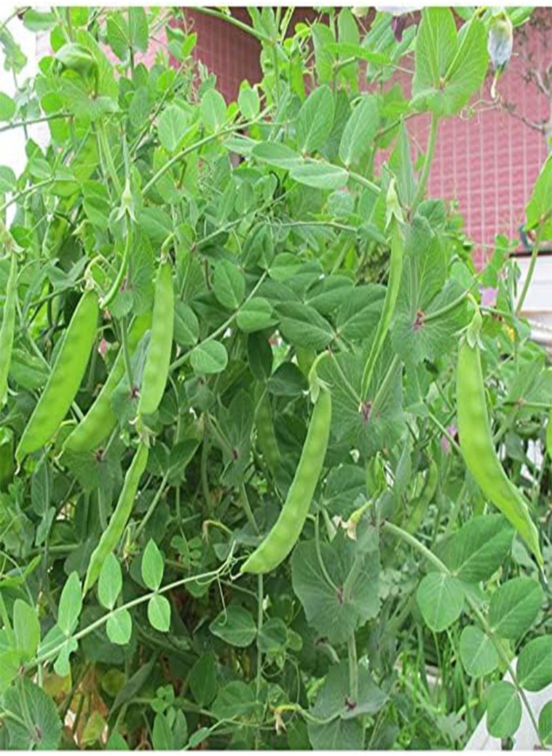 GGOOT Sugar Pod Peas, Giant Snow Pea Seeds- 20 Seeds Vegetable Gardening NO-GMO Open Pollinated Heirloom Seeds  - Image 2