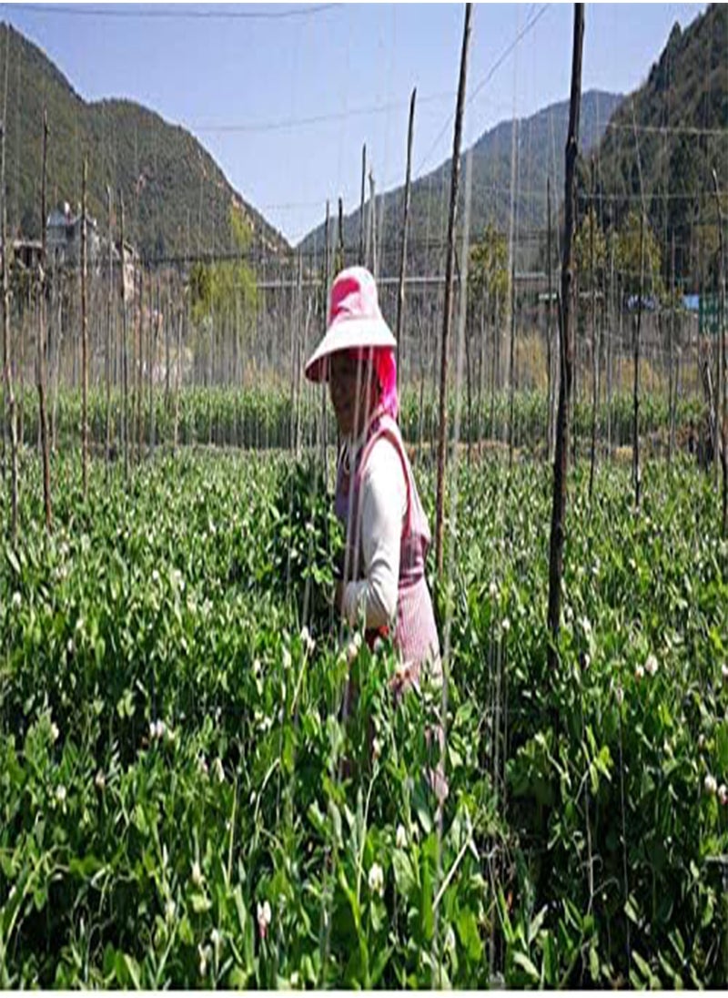 GGOOT Sugar Pod Peas, Giant Snow Pea Seeds- 20 Seeds Vegetable Gardening NO-GMO Open Pollinated Heirloom Seeds  - Image 4