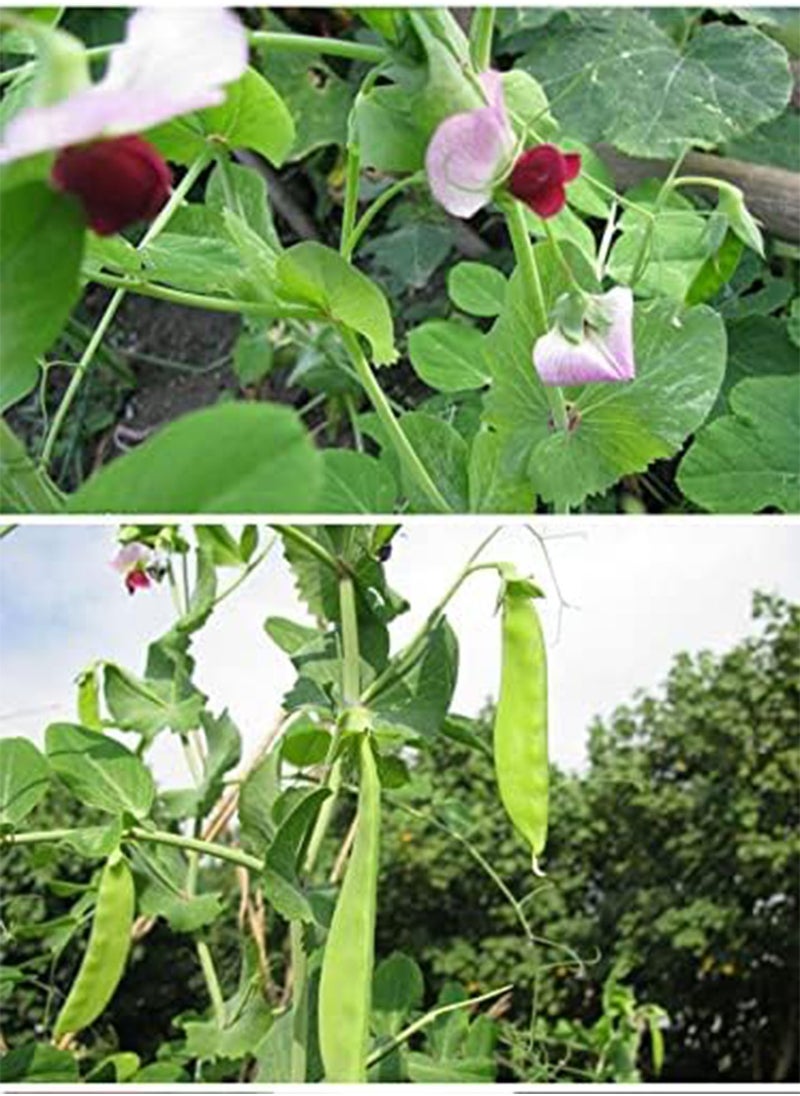 GGOOT Sugar Pod Peas, Giant Snow Pea Seeds- 20 Seeds Vegetable Gardening NO-GMO Open Pollinated Heirloom Seeds  - Image 3