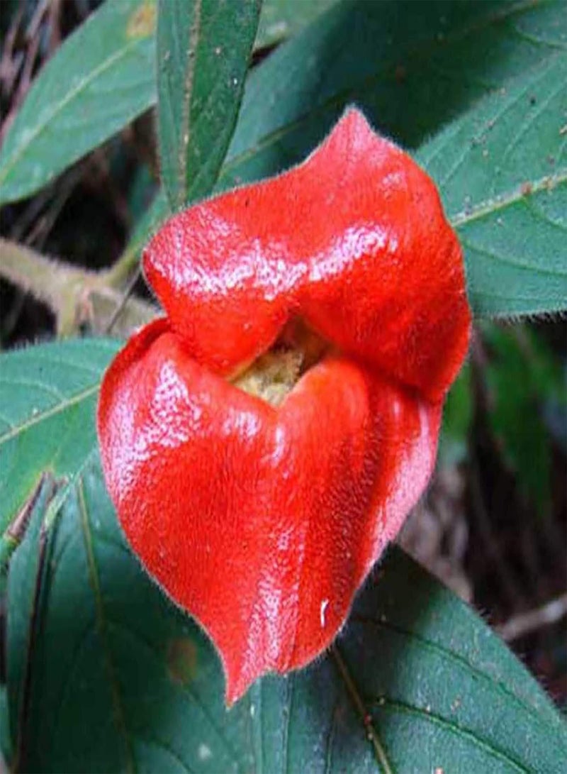 جي جوت 20 قطعة من بذور إيسكينانثوس، منعشة، ذات شكل خاص، حمراء، بذور حديقة جمالية للمطبخ والحديقة والشرفة - بذور إيسكينانثوس - Image 2