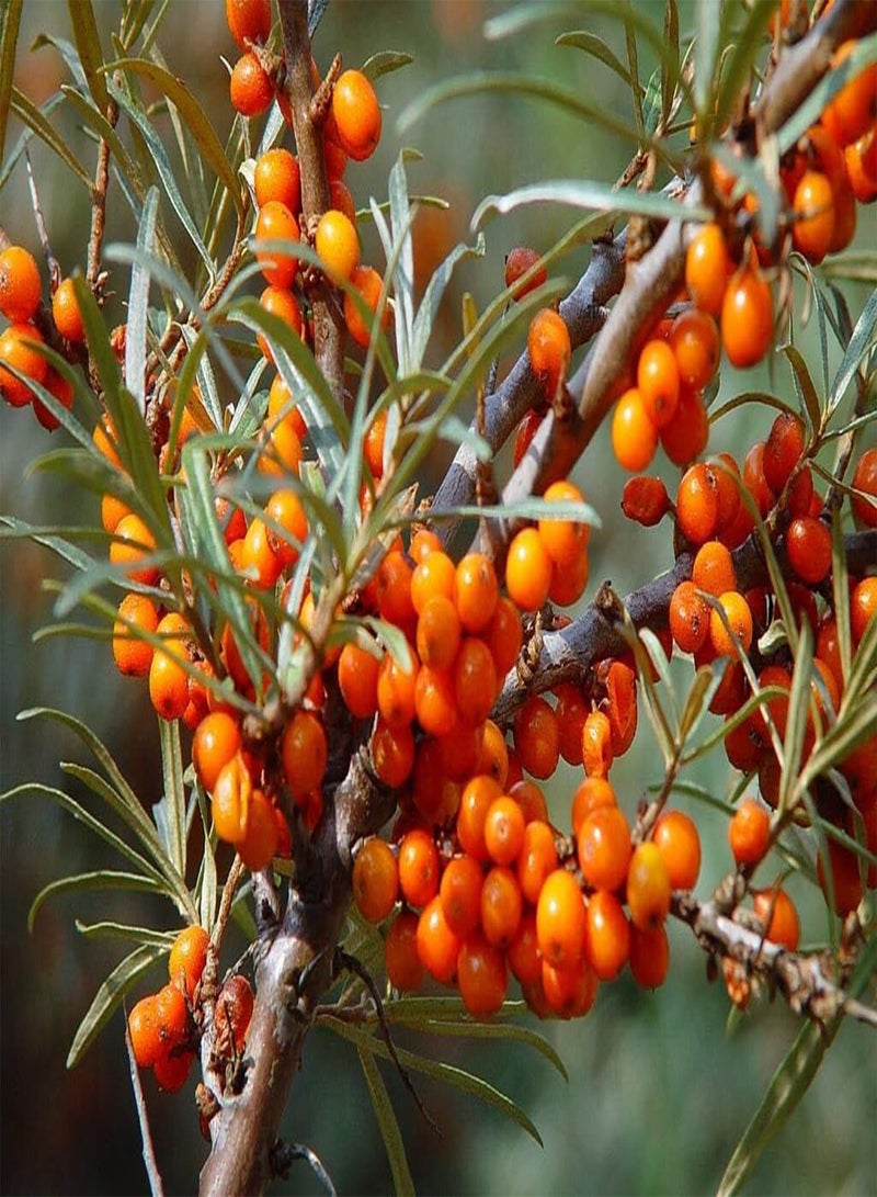 GGOOT Sea Buckthorn - Hippophae rhamnoides - 50 Seeds - Fruit-Bearing Windbreak 