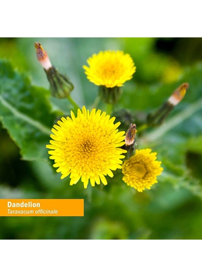 HERB PHARM Certified Organic Dandelion Liquid Extract for Cleansing and Detoxification, Organic Cane Alcohol, 1 Ounce  - Image 3