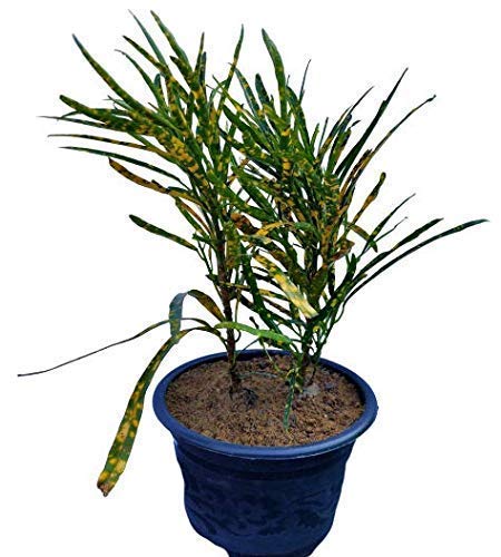 Generic OXTIC Croton Gold Chirongi Dust Variegated decorative Live Plant Free Vermi Compost Fertilizer with pot  - Image 1
