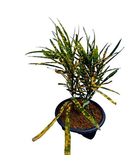 Generic OXTIC Croton Gold Chirongi Dust Variegated decorative Live Plant Free Vermi Compost Fertilizer with pot  - Image 2