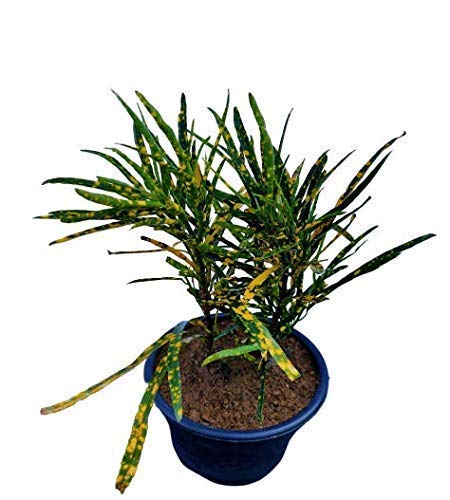 Generic OXTIC Croton Gold Chirongi Dust Variegated decorative Live Plant Free Vermi Compost Fertilizer with pot  - Image 3