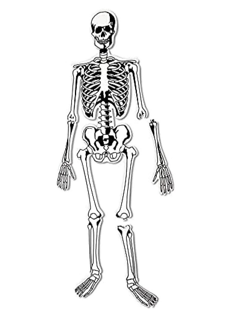 Learning Resources - Skeleton Foam Floor Puzzle - Image 1
