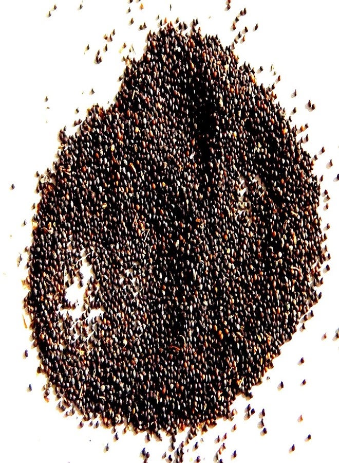 CAREQUE سامندر سوخ - بذور كاماركاس - سامودرا سوش - ساموندار سوخ - أرجيريا سبيسيوزا_50 جرام - Image 2