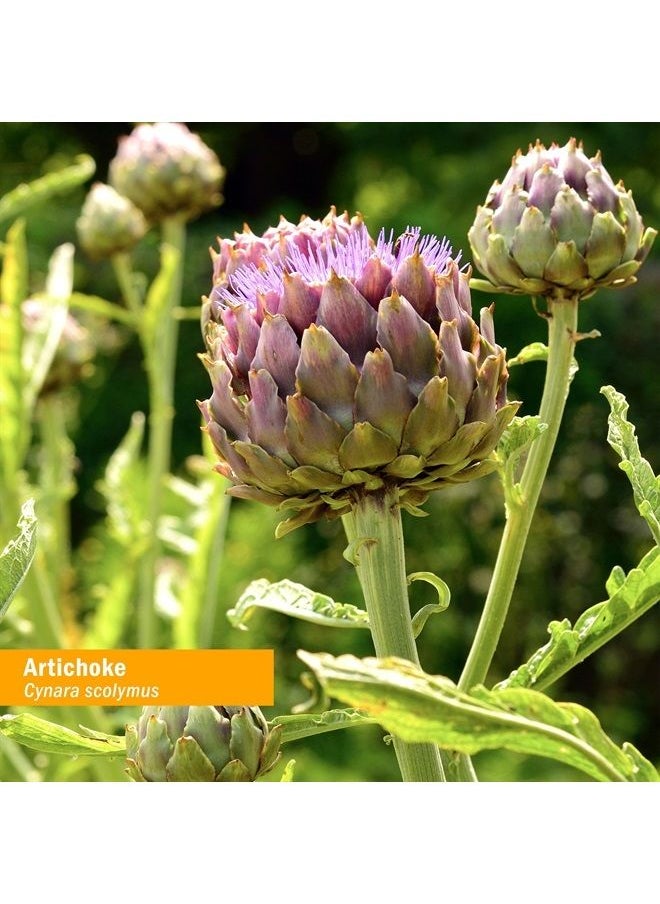 HERB PHARM Certified Organic Artichoke Liquid Extract for Cardiovascular and Circulatory Support - 4 Ounce  - Image 2