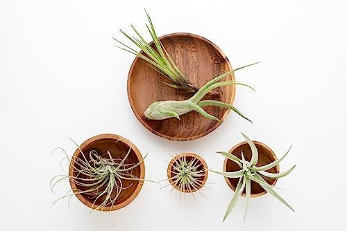 Plants for Pets Tillandsia Air Plants Live Indoor Plants (12PK), Airplants Variety Live Plant Kit, Tropical Plants Live Houseplants, Air Plant Live Succulents Plants Live Plants Indoor House Plants by Plants for Pets - Image 5