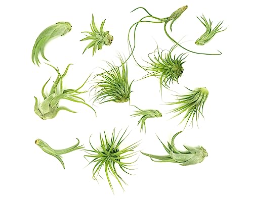 Plants for Pets Tillandsia Air Plants Live Indoor Plants (12PK), Airplants Variety Live Plant Kit, Tropical Plants Live Houseplants, Air Plant Live Succulents Plants Live Plants Indoor House Plants by Plants for Pets - Image 3
