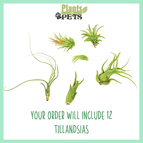 Plants for Pets Tillandsia Air Plants Live Indoor Plants (12PK), Airplants Variety Live Plant Kit, Tropical Plants Live Houseplants, Air Plant Live Succulents Plants Live Plants Indoor House Plants by Plants for Pets - Image 2