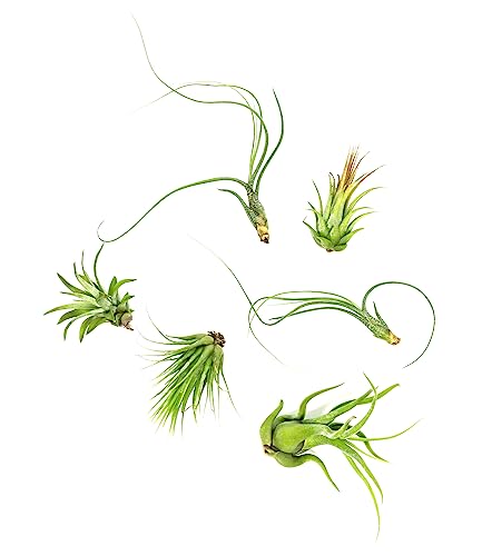 Plants for Pets Tillandsia Air Plants Live Indoor Plants (12PK), Airplants Variety Live Plant Kit, Tropical Plants Live Houseplants, Air Plant Live Succulents Plants Live Plants Indoor House Plants by Plants for Pets - Image 1