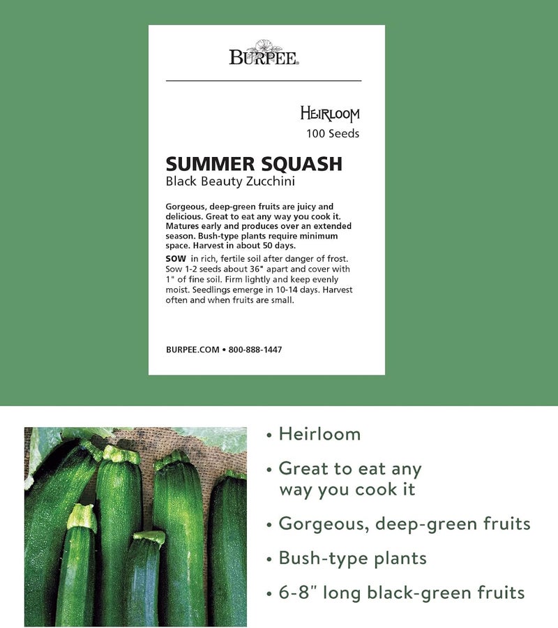 Burpee Black Beauty Zucchini Summer Squash Seeds 100 seeds - Image 2