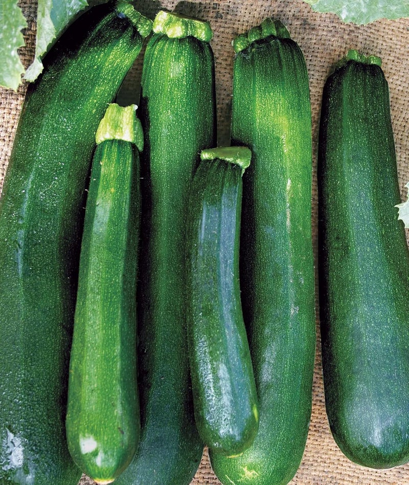 Burpee Black Beauty Zucchini Summer Squash Seeds 100 seeds - Image 1