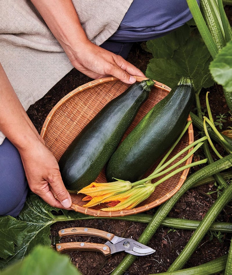 Burpee Black Beauty Zucchini Summer Squash Seeds 100 seeds - Image 5