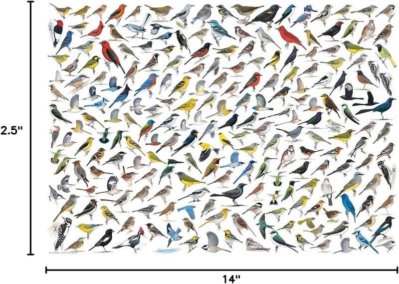 eurographics يوروغرافيكس عالم الطيور 1000 قطعة لغز - Image 4