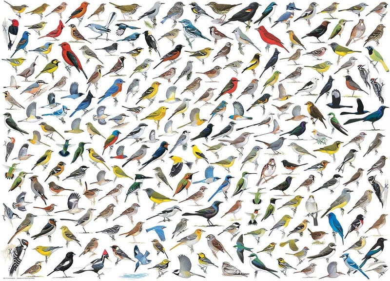 eurographics يوروغرافيكس عالم الطيور 1000 قطعة لغز - Image 2