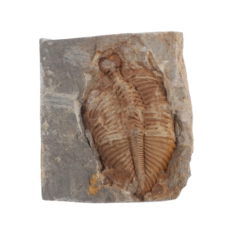 كلاراكو klarako Trilobite Fossil Trilobite Skeleton Model Fake Trilobite Model Decorative Trilobite Sculpture Trilobite Figure Trilobite Pterosaur Trilobite Ornament Paleontology Artificial Accessories - Image 1